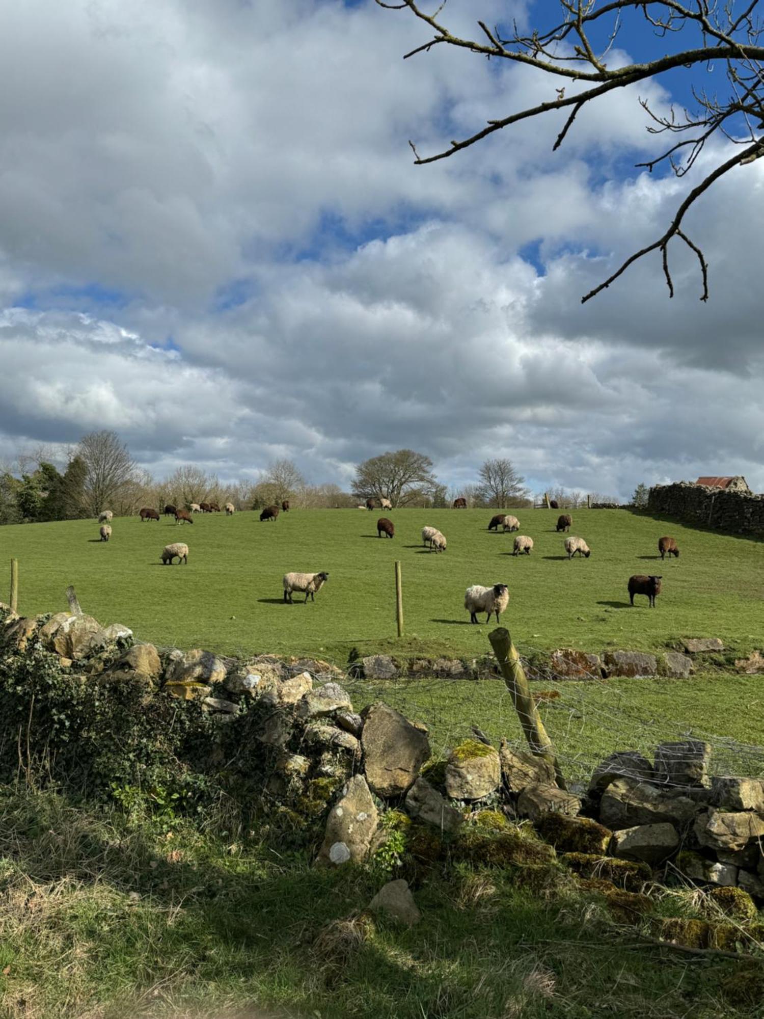 Chestnut Cottage Ravensworth Richmond  Esterno foto